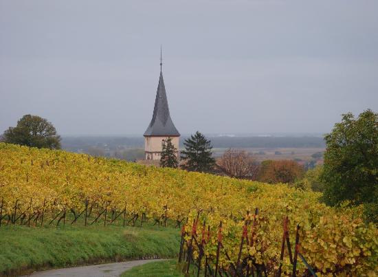 Alsace vineyards